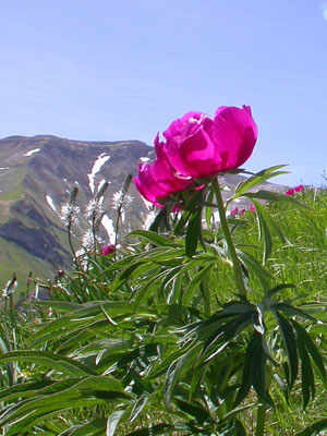 Typical Products of The Sibillini Mountains